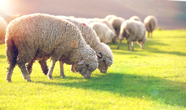 Sheep grazing Stock Photo