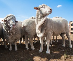 Sheep in the fence Stock Photo