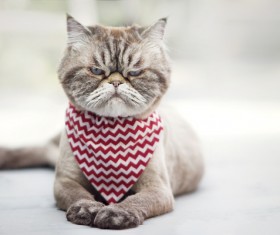 Short-haired cat with a bib HD picture