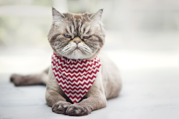 Short-haired cat with a bib HD picture