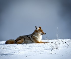 Snow Coyote HD pictures