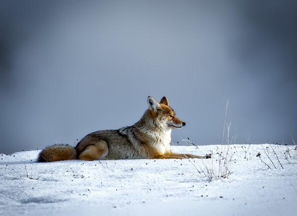Snow Coyote HD pictures