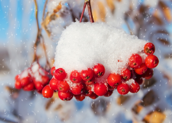 Snow covered with red berries Stock Photo