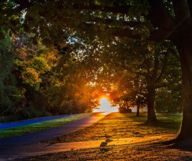 Spring Trees Landscape Stock Photo