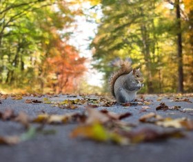 Squirrel cute wildlife HD picture