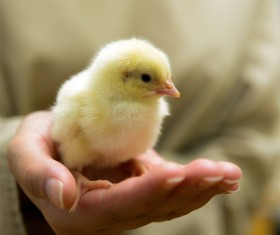 Standing chicken on the palm of your hand Stock Photo