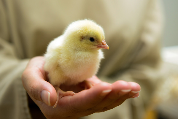 Standing chicken on the palm of your hand Stock Photo