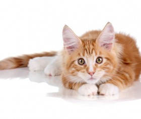 Staring at the camera cute cat HD picture