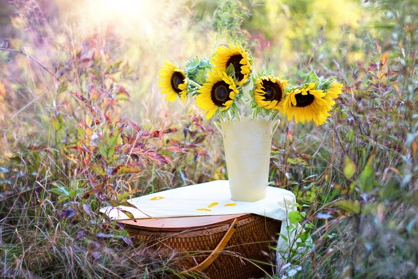 Sunflower, Vase, Bouquet HD picture