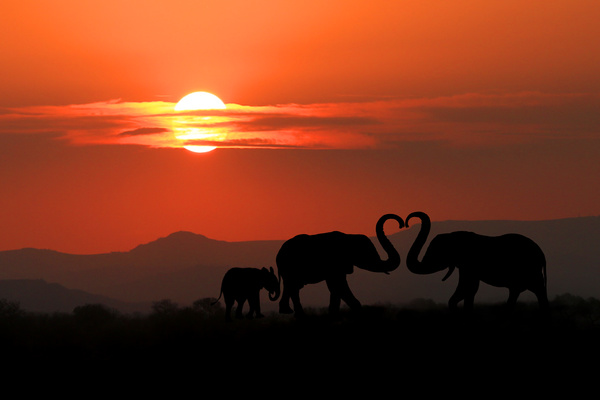 Sunset African elephant HD picture 01
