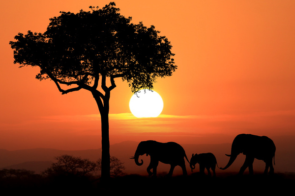 Sunset African elephant HD picture 02