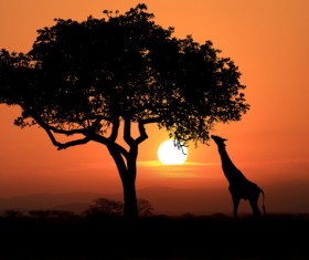 Sunset giraffe HD picture 01