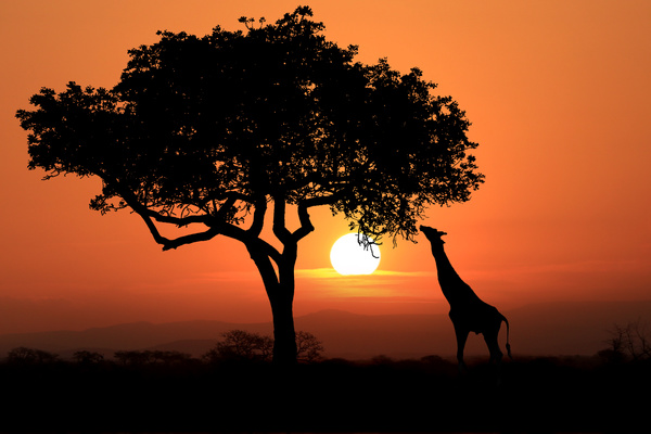 Sunset giraffe HD picture 01