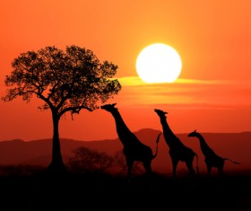 Sunset giraffe HD picture 02