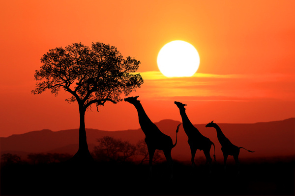 Sunset giraffe HD picture 02