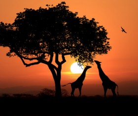 Sunset giraffe HD picture 03