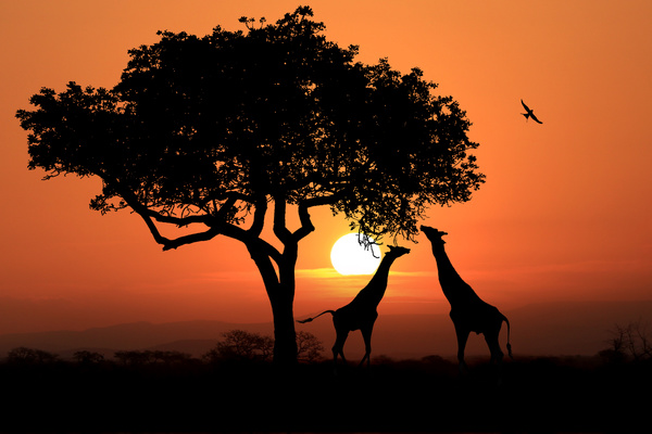 Sunset giraffe HD picture 03