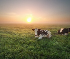 Sunset meadow Cows Stock Photo