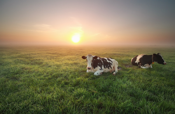 Sunset meadow Cows Stock Photo