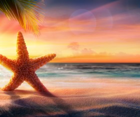 Sunset on the beach of the starfish Stock Photo