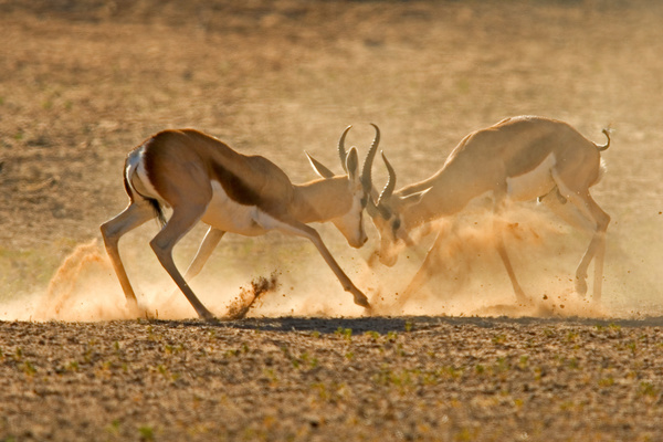 The battle between animals HD picture 01