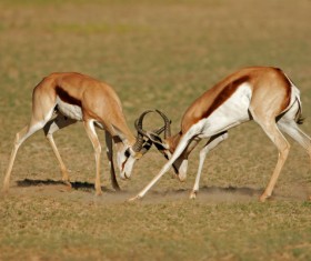 The battle between animals HD picture 03