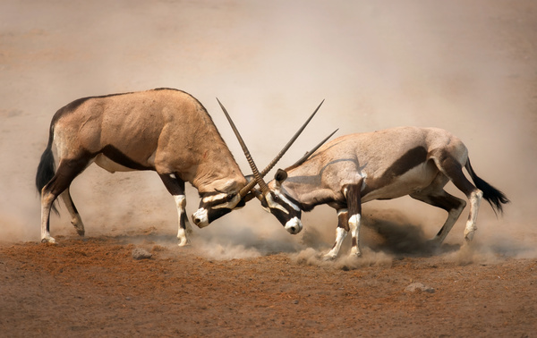 The battle between animals HD picture 05