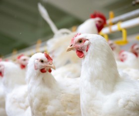 The chicken in the farm HD picture 01