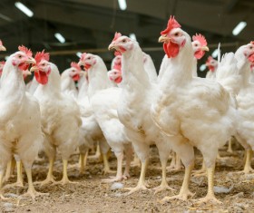 The chicken in the farm HD picture 02