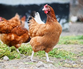 The chicken in the farm HD picture 03