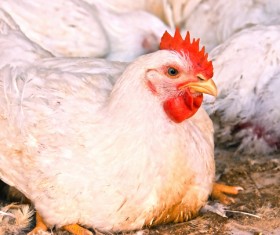 The chicken in the farm HD picture 04