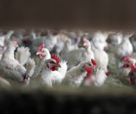 The chicken in the farm HD picture 05