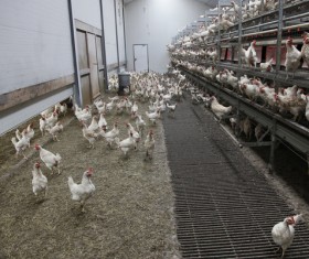 The chicken in the farm HD picture 06