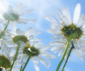 The flowers under the blue sky HD picture 01