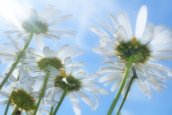 The flowers under the blue sky HD picture 01