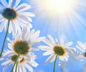 The flowers under the blue sky HD picture 02