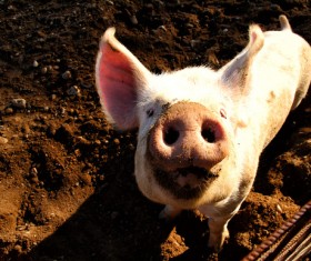 The little pig in the farm HD picture