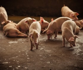 The little pig on the farm HD picture 01