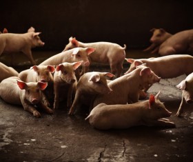 The little pig on the farm HD picture 02