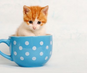 The mini kitten in the cup HD picture