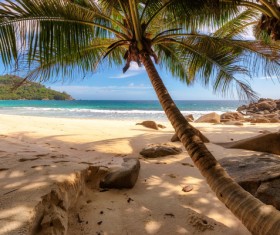 Tilted coconut tree beach rock HD picture