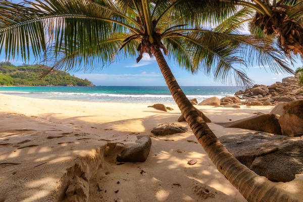 Tilted coconut tree beach rock HD picture