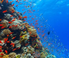 Underwater world coral reefs and fish Stock Photo