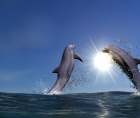 Warm sun jumping dolphins Stock Photo 01
