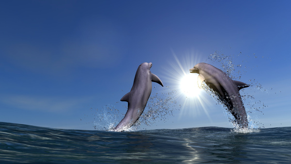 Warm sun jumping dolphins Stock Photo 01