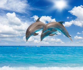 Warm sun jumping dolphins Stock Photo 02