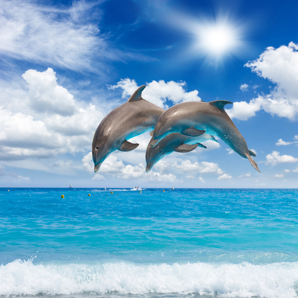 Warm sun jumping dolphins Stock Photo 02