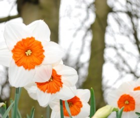 White Daffodil Daffodil Picture