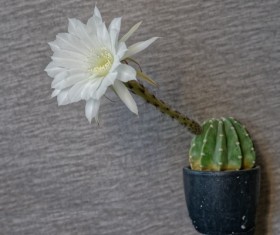 White cactus flower Stock Photo