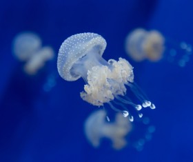 White spots transparent jellyfish HD picture